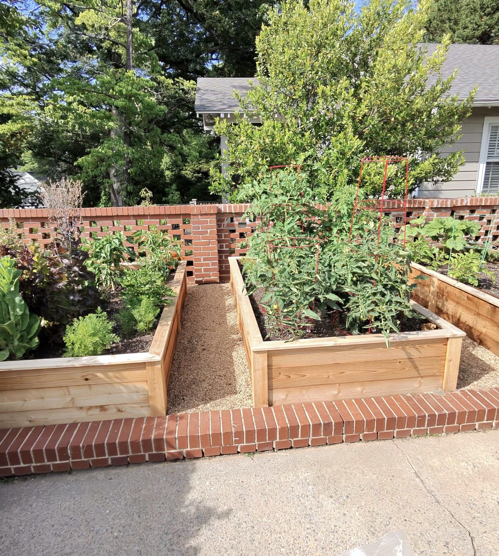 Brick-walled front garden, lush, tomatoes caged